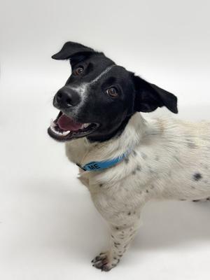 JASPER, Pointer / Border Collie, young, available for adoption
