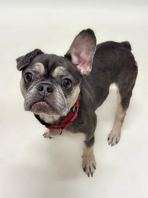 REMI, French Bulldog, adult, available for adoption