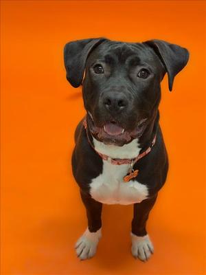 A black and white dog with floppy ears and a white chest standing on an orange background.