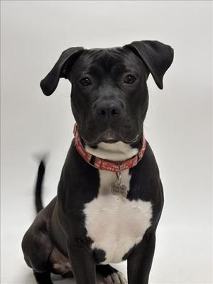 BRUCE, Pit Bull Terrier, young, available for adoption