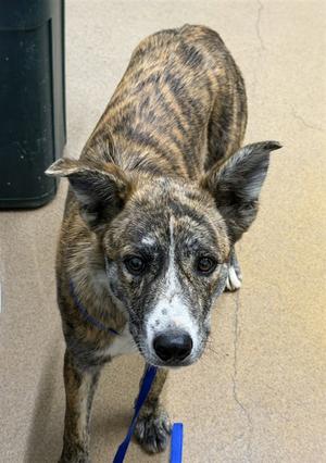 RAJ, Australian Cattle Dog/Blue Heeler / Border Collie, young, available for adoption