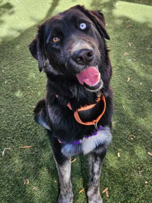 A black dog with heterochromia, one blue eye and one brown eye, wearing an orange harness, standing on grass.