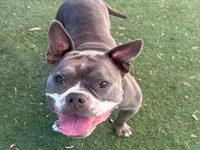 PHOEBE, Pit Bull Terrier, senior, available for adoption