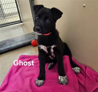 GHOST, German Shepherd Dog, puppy, available for adoption