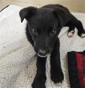 ROCKSTAR, German Shepherd Dog, puppy, available for adoption
