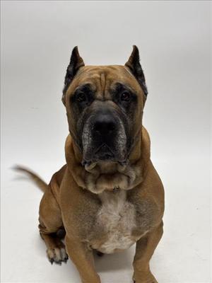 SIMBA, Mastiff, adult, available for adoption