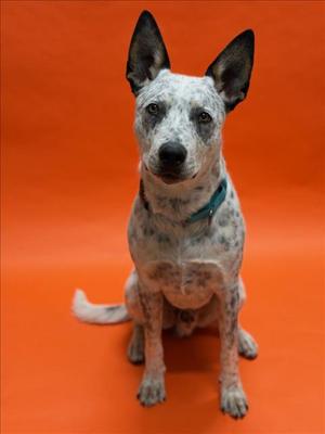A blue heeler dog with a speckled coat sitting on an orange background.
