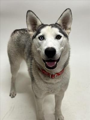JORDYN, Siberian Husky, young, available for adoption