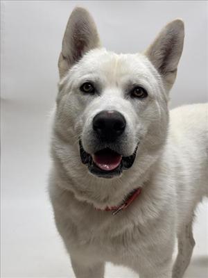 TRUMAN, Siberian Husky, adult, available for adoption