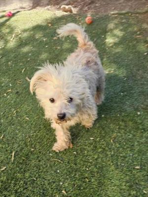 a small, fluffy dog with light-colored fur walking on green grass