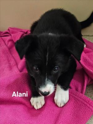 ALANI, German Shepherd Dog, puppy, available for adoption