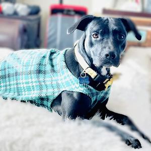 Blacklit Canopy, Pit Bull Terrier, adult, available for adoption