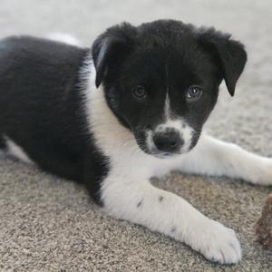 Meeny, Australian Cattle Dog/Blue Heeler, young, available for adoption
