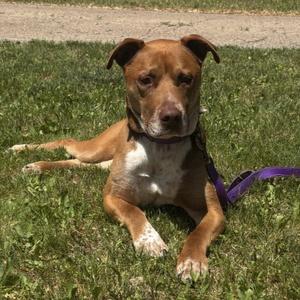 Bread, Pit Bull Terrier / Labrador Retriever, senior, available for adoption