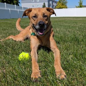 Quinta, Shepherd, adult, available for adoption