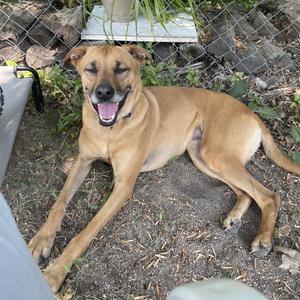 Quinta, Shepherd, adult, available for adoption