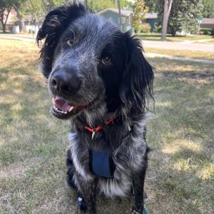Hermes, Setter, adult, available for adoption