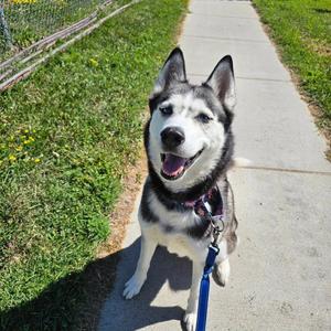 Sweatpants, Husky, adult, available for adoption