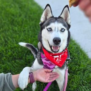Sweatpants, Husky, adult, available for adoption