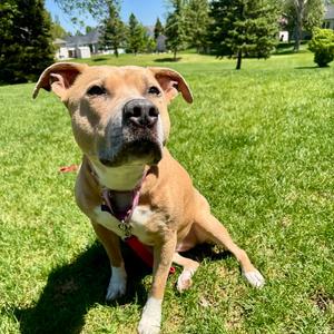 Hazel Lee, Pit Bull Terrier, adult, available for adoption