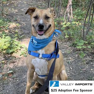 Pika, Pit Bull Terrier, adult, available for adoption