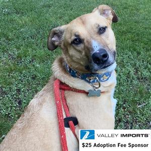 Pika, Pit Bull Terrier, adult, available for adoption