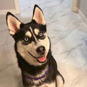 Aurelia, Husky, adult, available for adoption