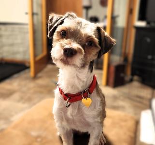 Gerard, Miniature Schnauzer, adult, available for adoption