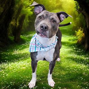 Gayle, Pit Bull Terrier, adult, available for adoption