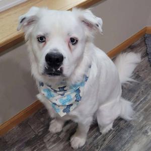 Falcor, Great Pyrenees, adult, available for adoption