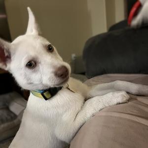 Rupee, Husky, young, available for adoption