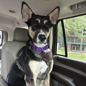 Poo Fighter, Husky, adult, available for adoption