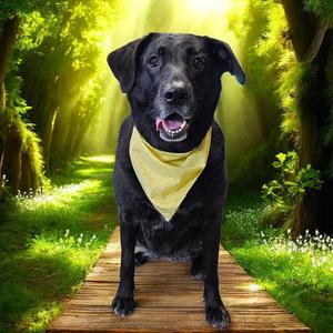 Lorna Shore, Labrador Retriever, adult, available for adoption