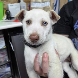 Tavia, Husky, young, available for adoption