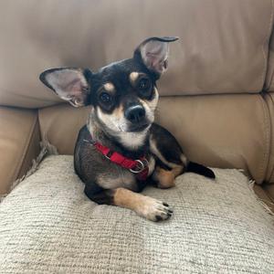 A small black and tan Chihuahua dog wearing a red collar, lying on a beige couch with its ears perked up.