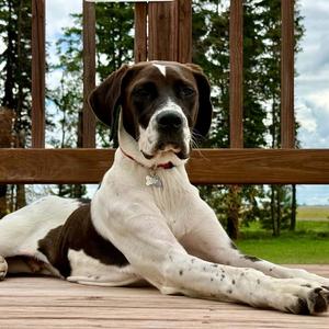 Walkman, Retriever / Spaniel, young, available for adoption