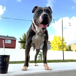Rosalind, Pit Bull Terrier, adult, available for adoption
