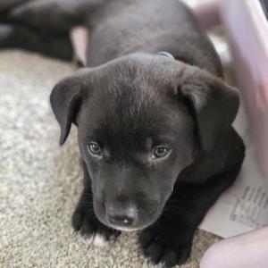 Moe, Australian Cattle Dog/Blue Heeler, young, available for adoption