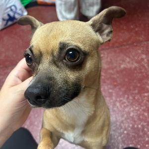 Tadpole, Chihuahua, adult, available for adoption