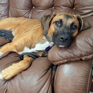 a brown and black dog lying on a brown leather couch