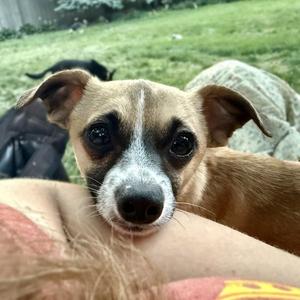 Meeko, Chihuahua, adult, available for adoption