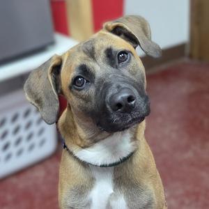 a brown and white dog with floppy ears looking up