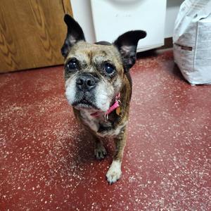 Eulalia, Pug, senior, available for adoption