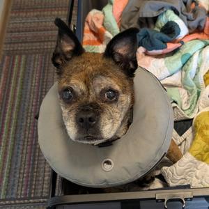 Eulalia, Pug, senior, available for adoption
