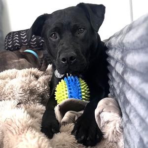 Dale Doback, Pit Bull Terrier, adult, available for adoption
