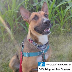 Bebop, Shepherd, adult, available for adoption