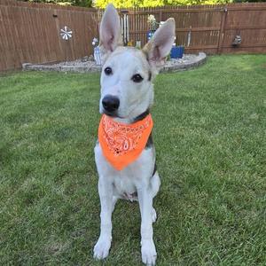 A white dog with black markings on its face and ears is sitting on a grassy lawn. The dog is wearing an orange bandana with a pattern. In the background, there is a wooden fence, a small garden area with plants, and a blue object that appears to be a water container. The dog has a black nose and is looking directly at the camera.