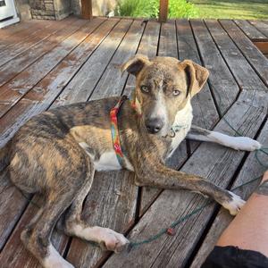 Kaiyah, Pit Bull Terrier, young, available for adoption