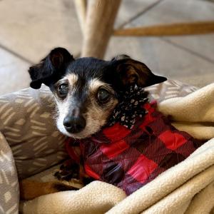 Isadora, Chihuahua, senior, available for adoption