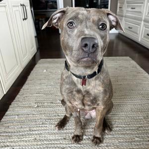 Mahina, Pit Bull Terrier, adult, available for adoption